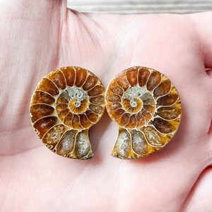 Small Ammonite Fossil Pair - A Quality Split Specimen Jewelry Supply Wire Wrapping Craft Supply