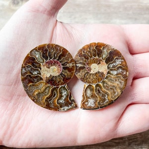 Small Ammonite Fossil Pair - A Quality Split Specimen Jewelry Supply Wire Wrapping Craft Supply