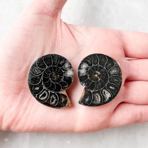 Small Black Ammonite Fossil Pair - A Quality Split Specimen Jewelry Supply Wire Wrapping Craft Supply