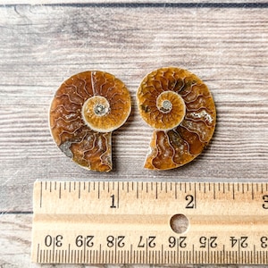 Small Ammonite Fossil Pair - A Quality Split Specimen Jewelry Supply Wire Wrapping Craft Supply