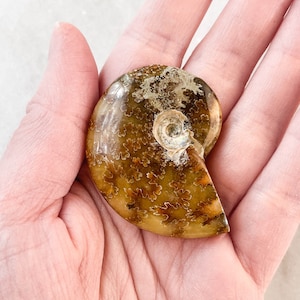 Small Whole Ammonite Fossil Polished - A Quality Specimen Jewelry Supply Wire Wrapping Craft Supply