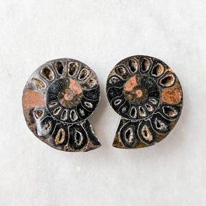 Small Black Ammonite Fossil Pair - A Quality Split Specimen Jewelry Supply Wire Wrapping Craft Supply