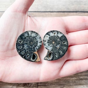 Small Black Ammonite Fossil Pair - A Quality Split Specimen Jewelry Supply Wire Wrapping Craft Supply