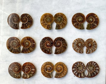 1.25" Ammonite Fossil Pairs - A Quality Split Specimen Jewelry Supply Wire Wrapping Craft Supply