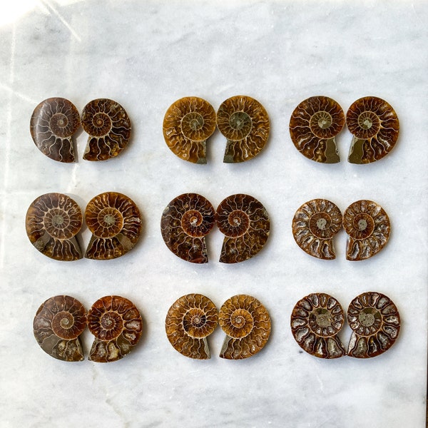 1.25" Ammonite Fossil Pairs - A Quality Split Specimen Jewelry Supply Wire Wrapping Craft Supply