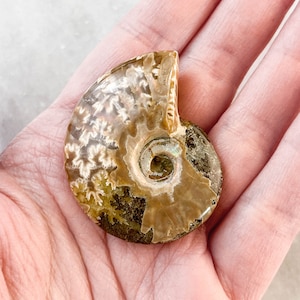 Small Whole Ammonite Fossil Polished - A Quality Specimen Jewelry Supply Wire Wrapping Craft Supply