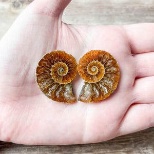 Small Ammonite Fossil Pair - A Quality Split Specimen Jewelry Supply Wire Wrapping Craft Supply