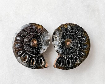 Small Black Ammonite Fossil Pair - A Quality Split Specimen Jewelry Supply Wire Wrapping Craft Supply