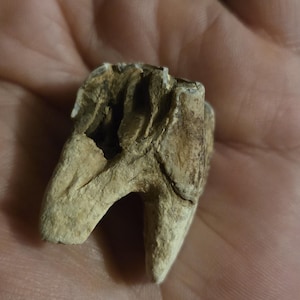Equus Extinct fossilized Horse Tooth end of pleistocene period ice age