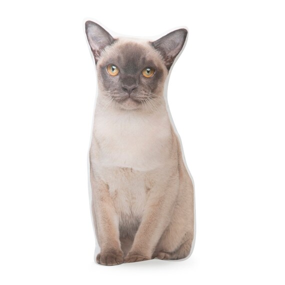 burmese cat malaysia