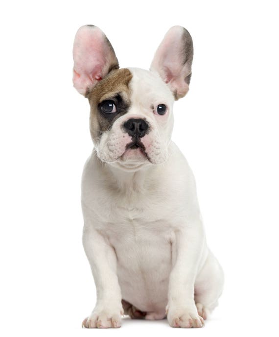 French Bulldog Bulldog Pillow Bulldog Bulldog pillow | Etsy