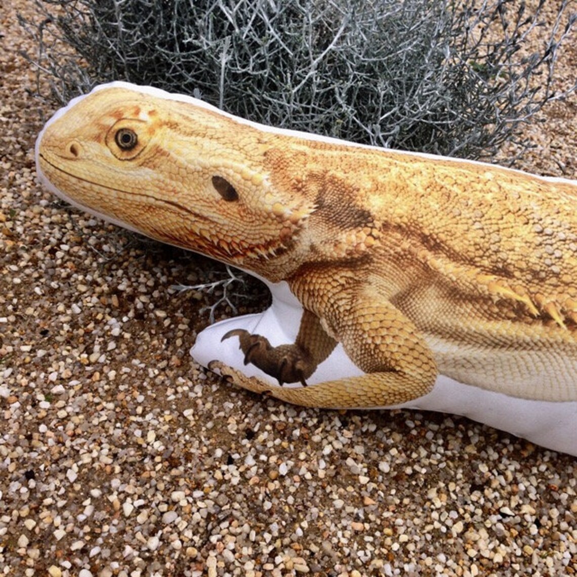 Bearded Dragon Reptile Gifts For Him Boys Birthday Lizard Etsy