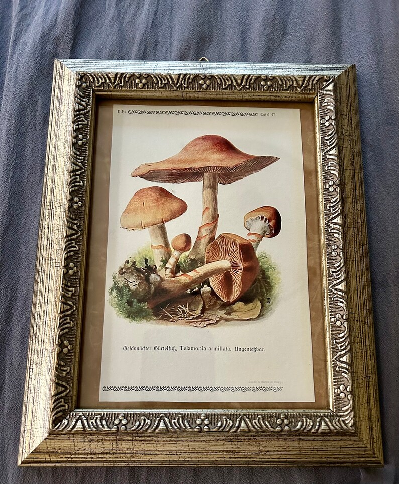 Mushroom Gallery Wall, Framed Mushroom, Vintage Framed Botanical Prints