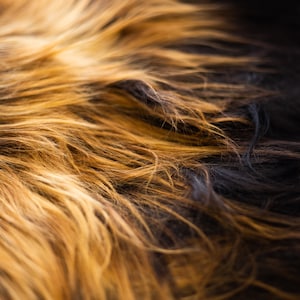 May include: Close-up of a dog's fur, showing a mix of light brown and black hairs.