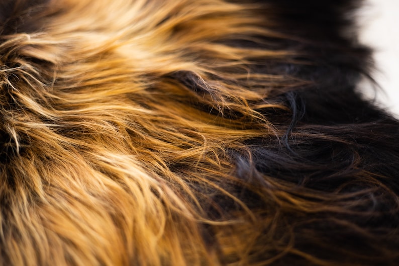May include: Close-up of a dog's fur, showing a mix of light brown and black hairs.