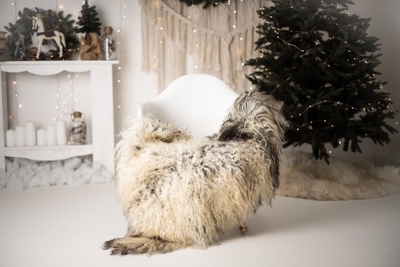 Real Sheepskin Rug Genuine Rare Gotland Sheepskin Rus - Curly Fur Rug Scandinavian Sheep skin - Curly Rug Gray Sheepskin #G74