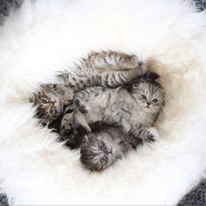 Pode incluir: Tr&ecirc;s gatinhos abra&ccedil;ados em uma cama branca e fofa. Os gatinhos s&atilde;o cinzentos e brancos com listras pretas.