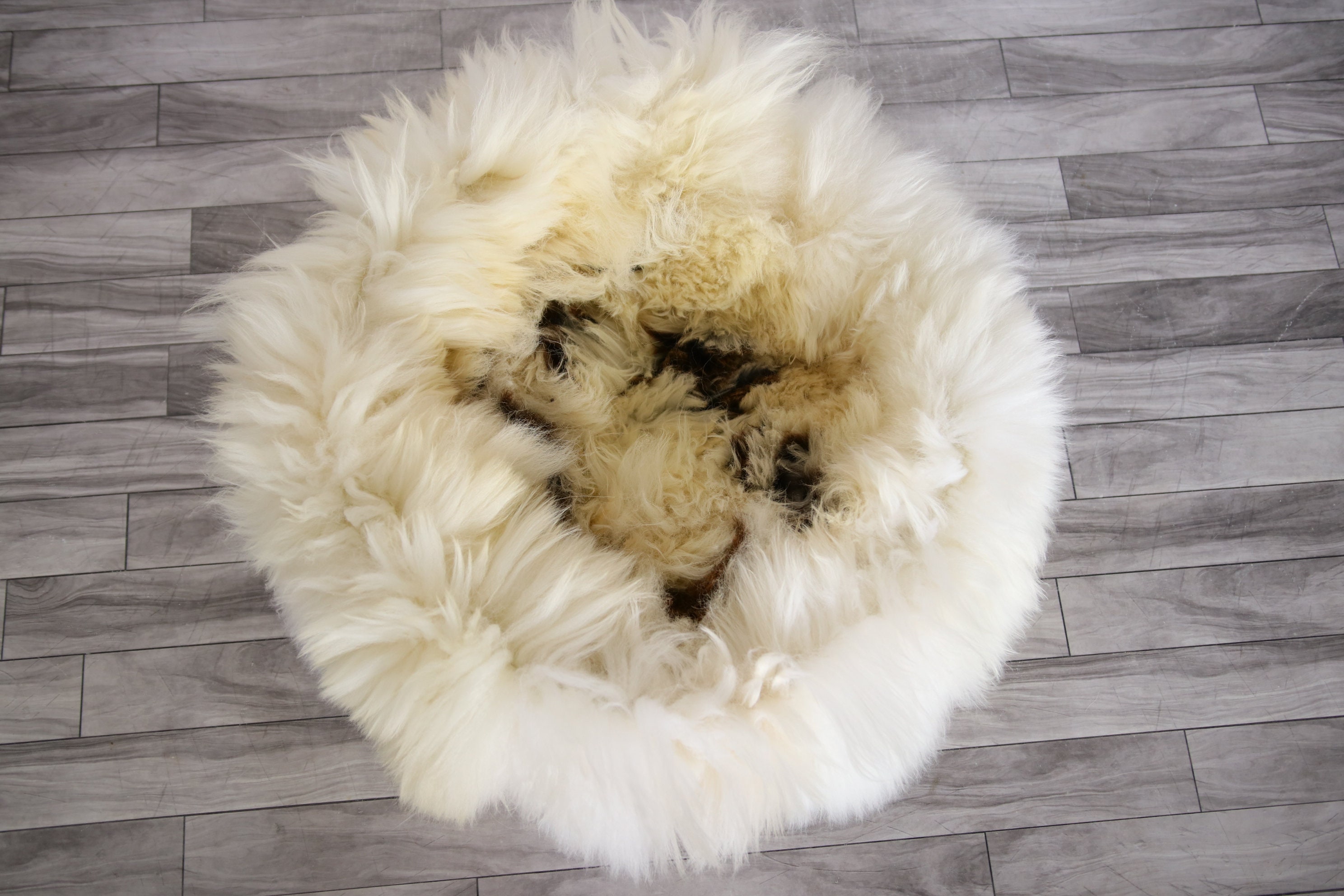 sheepskin dog