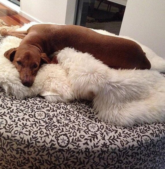 ON SALE Real, Natural, Genuine Creamy White Sheepskin Rug