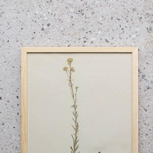 Antique Danish 1930's Herbarium, 1 of 40 Framed Pages, Vintage Real Pressed Plants & Dried Flowers, Scandinavian Wall Decor, No. 34