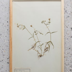 Antique Danish 1930's Herbarium, 1 of 40 Framed Pages, Vintage Real Pressed Plants & Dried Flowers, Scandinavian Wall Decor, No. 10