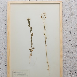 Antique Danish 1930's Herbarium, 1 of 40 Framed Pages, Vintage Real Pressed Plants & Dried Flowers, Scandinavian Wall Decor, No. 21