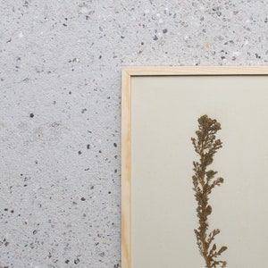 Antique Danish 1930's Herbarium, 1 of 40 Framed Pages, Vintage Real Pressed Plants & Dried Flowers, Scandinavian Wall Decor, No. 38