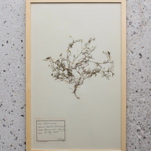 Antique Danish 1930's Herbarium, 1 of 40 Framed Pages, Vintage Real Pressed Plants & Dried Flowers, Scandinavian Wall Decor, No. 27