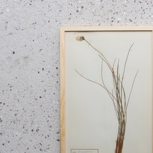 Antique Danish 1930's Herbarium, 1 of 40 Framed Pages, Vintage Real Pressed Plants & Dried Flowers, Scandinavian Wall Decor, No. 22