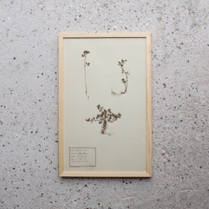 Antique Danish 1930's Herbarium, 1 of 40 Framed Pages, Vintage Real Pressed Plants & Dried Flowers, Scandinavian Wall Decor, No. 28