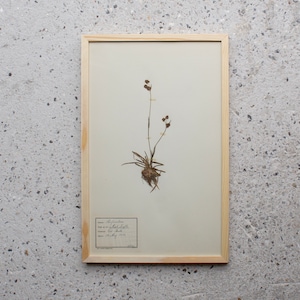 Antique Danish 1930's Herbarium, 1 of 40 Framed Pages, Vintage Real Pressed Plants & Dried Flowers, Scandinavian Wall Decor, No. 03