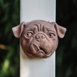 Pug Licking his Lips - Light Brown Color