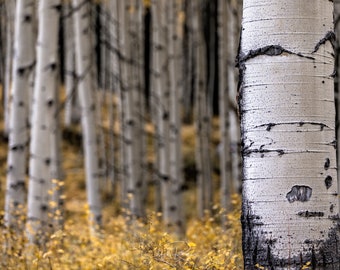 Photo Art - Photography - Fall Colors