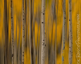 Photo Art - Fall Colors- Aspen Trees