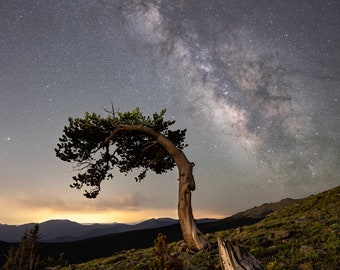 May include: A lone tree with a twisted trunk stands on a grassy hillside under a night sky filled with stars and the Milky Way galaxy.