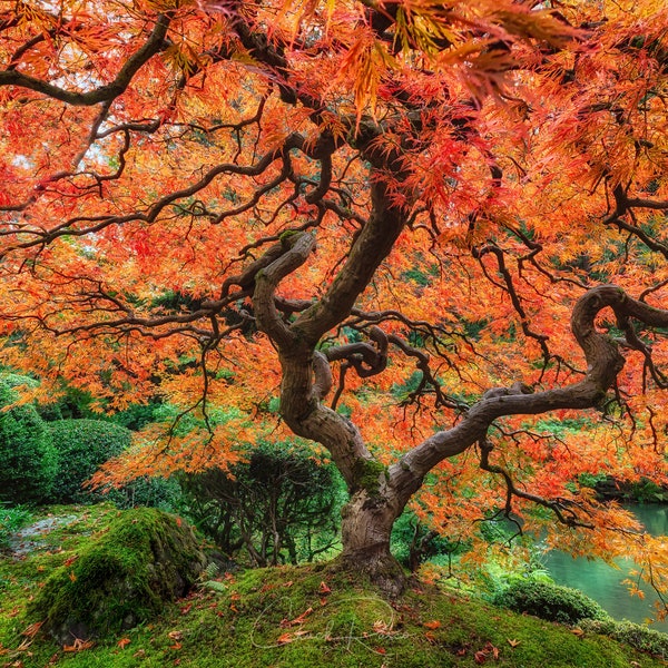 Photo Art -  Fall & Autumn Photography - Japanese Maple