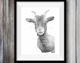 Pygmy Goat Art Print -  Hand Drawn Animal Pencil Drawing A4 / A5 Sizes Giclee (UK Artist)  Nature Wildlife Farmyard Wall Art Nursery Picture