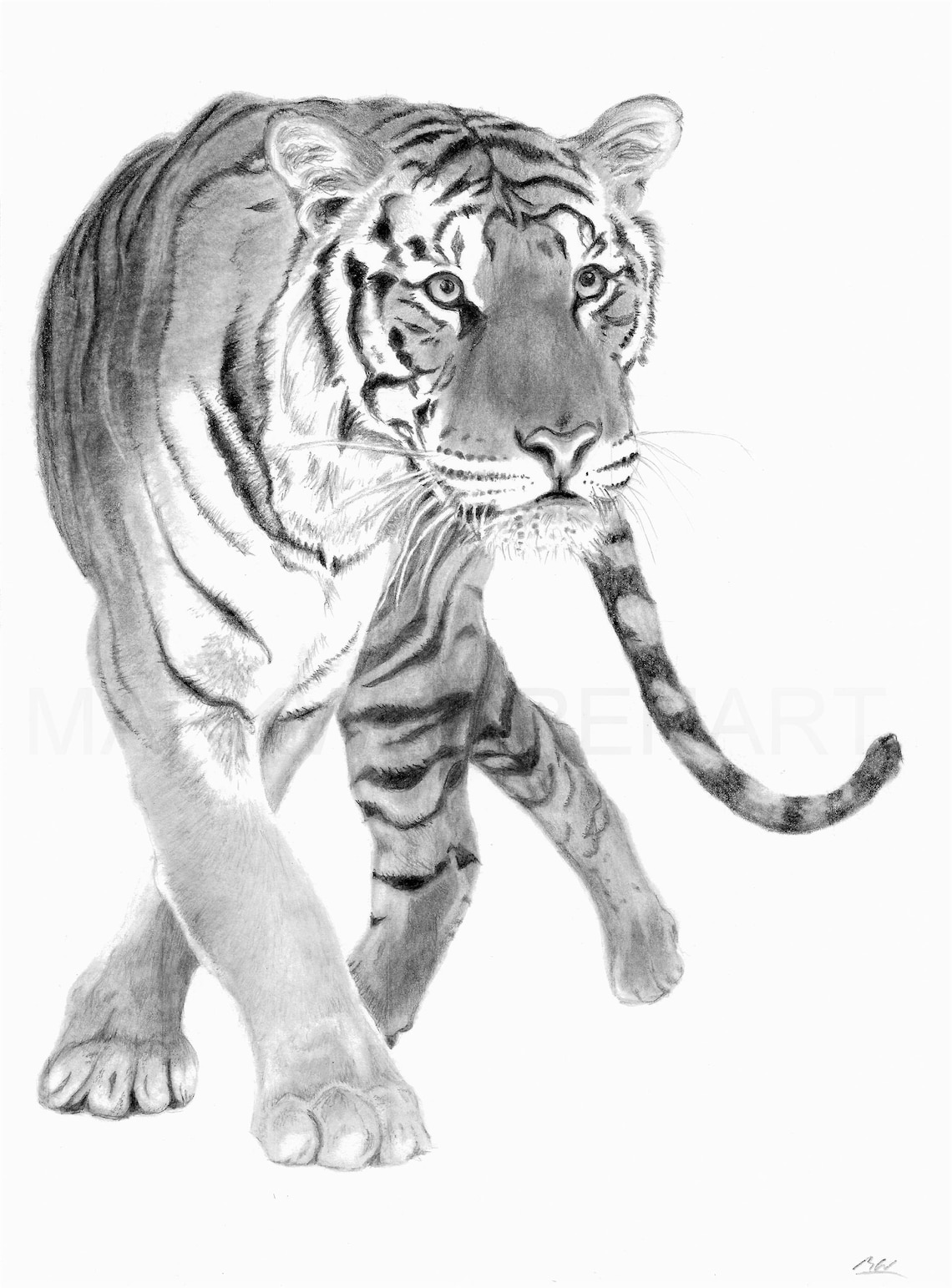 Tiger Art Print Hand Drawn Animal Pencil Drawing A4 / A5 Etsy