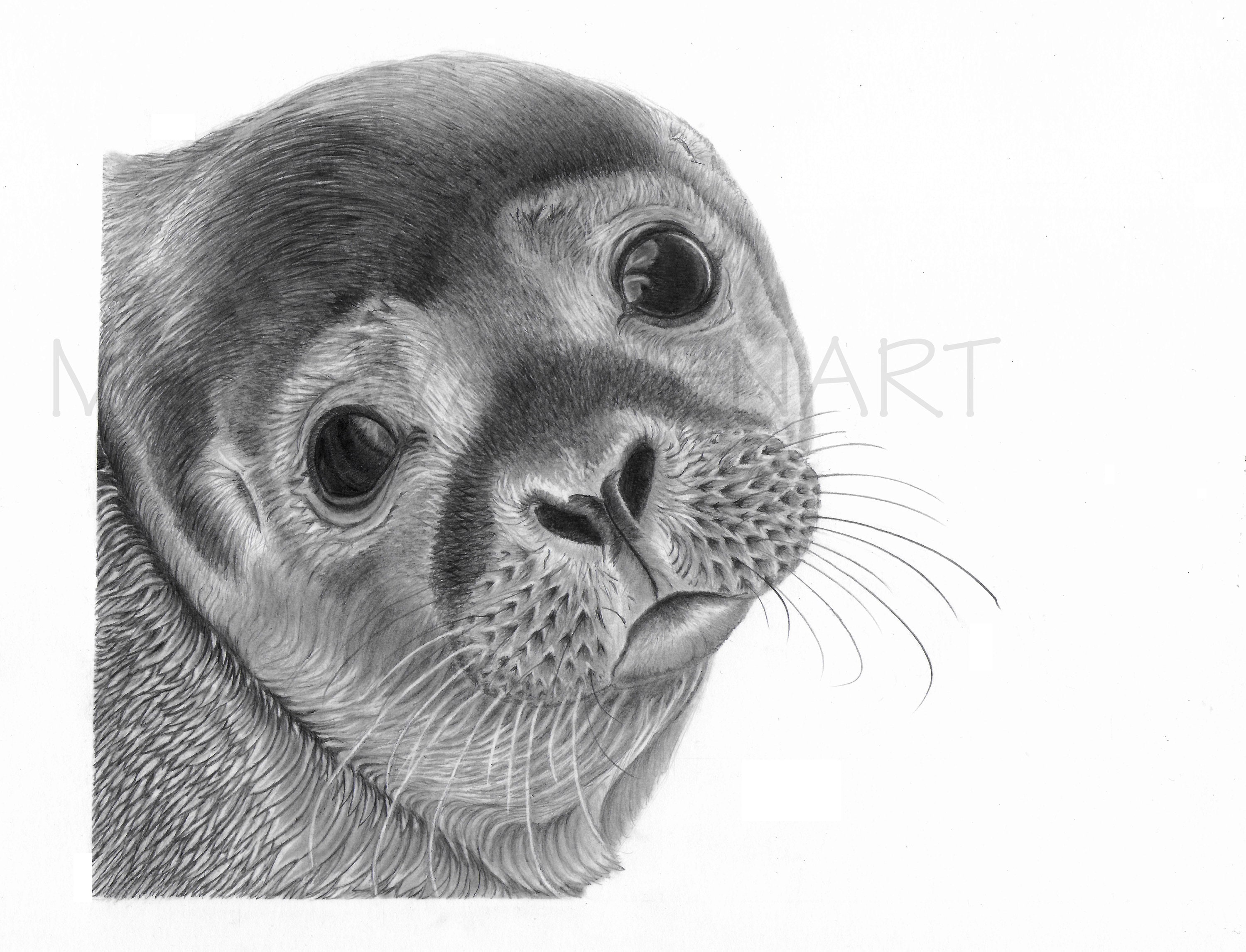 Seal Art Print Hand Drawn Animal Pencil Drawing A4 / A5 Etsy UK