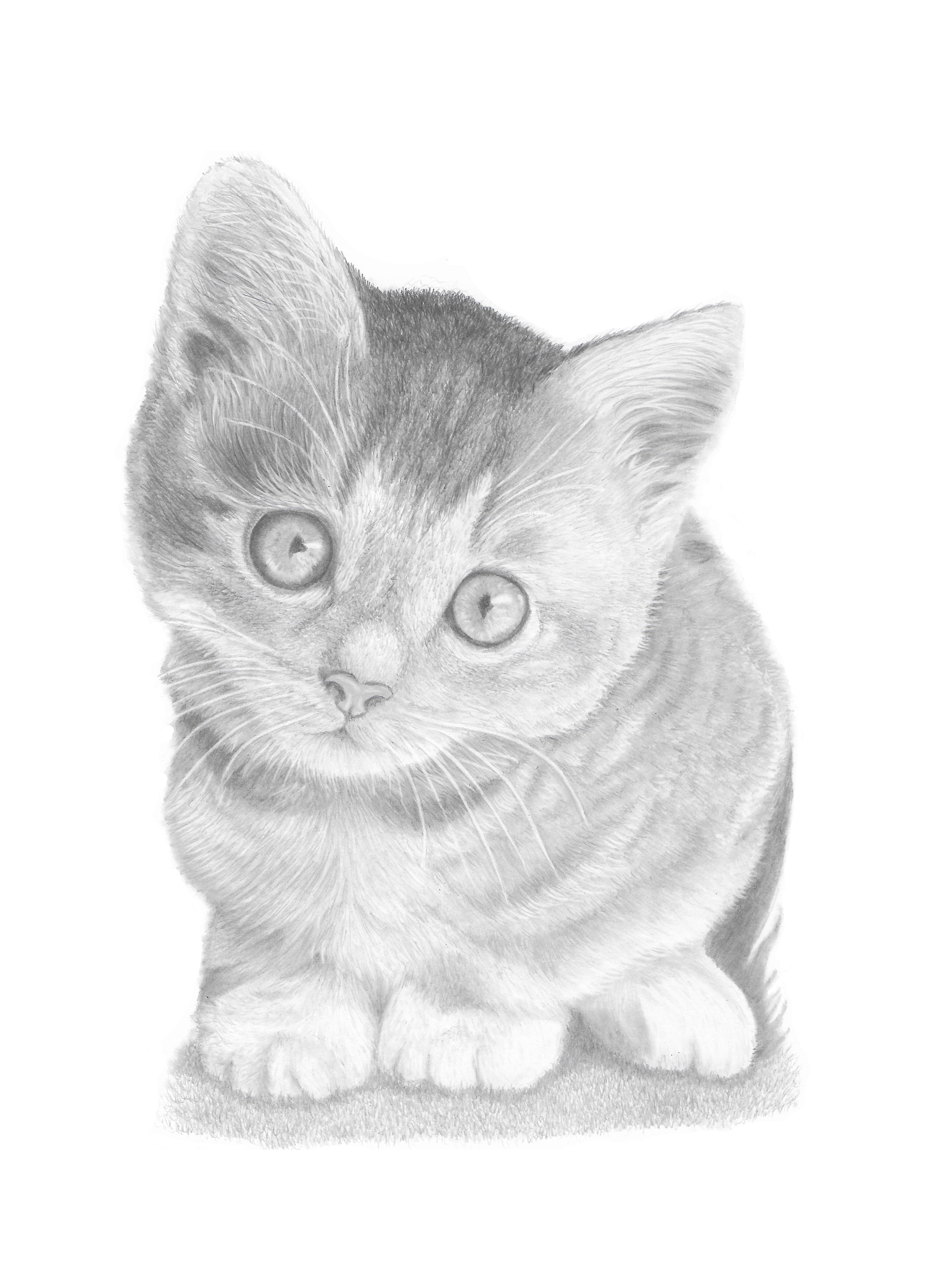 Pencil Sketch of Cute Kitten by AiArtQueen on DeviantArt
