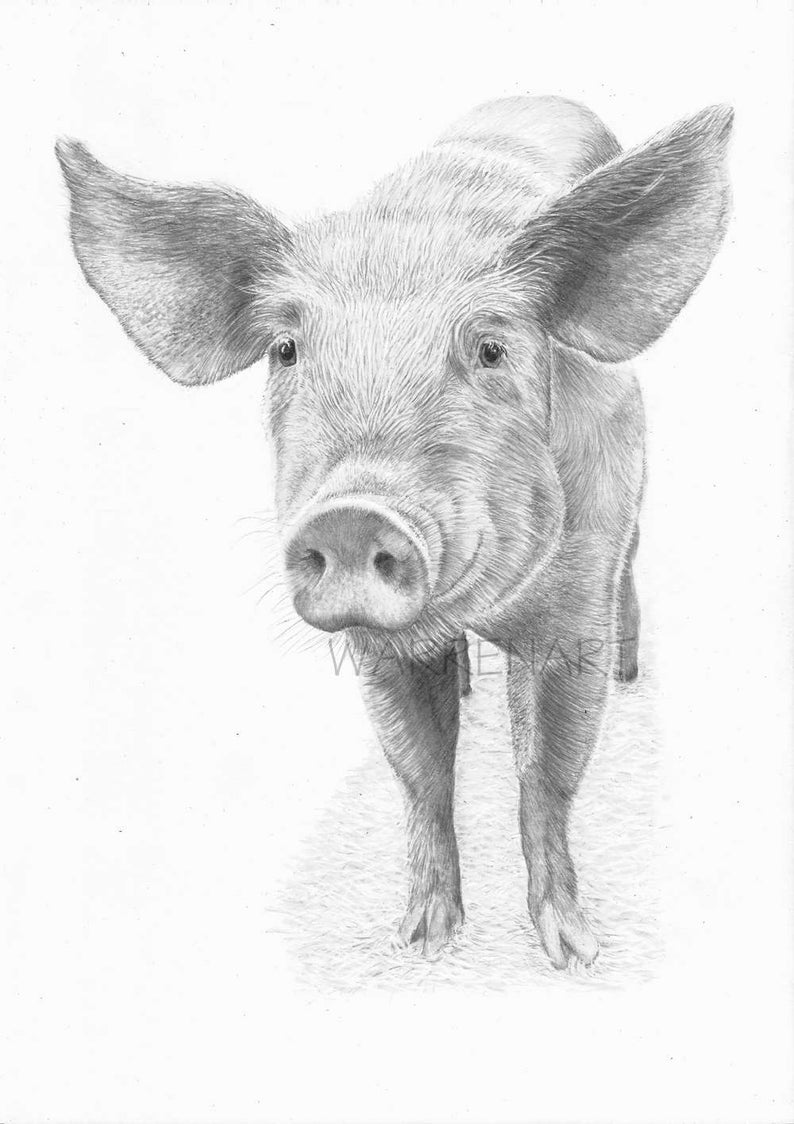 Schwein Kunstdruck Hand Tier Bleistift Zeichnung Etsy