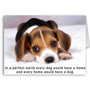 Pet Adoption Card, Foster Puppy, Forever Home, Adoption Anniversary, Animal amante Card,Cute Dog,Every Dog ha una casa, Invia pensieri positivi