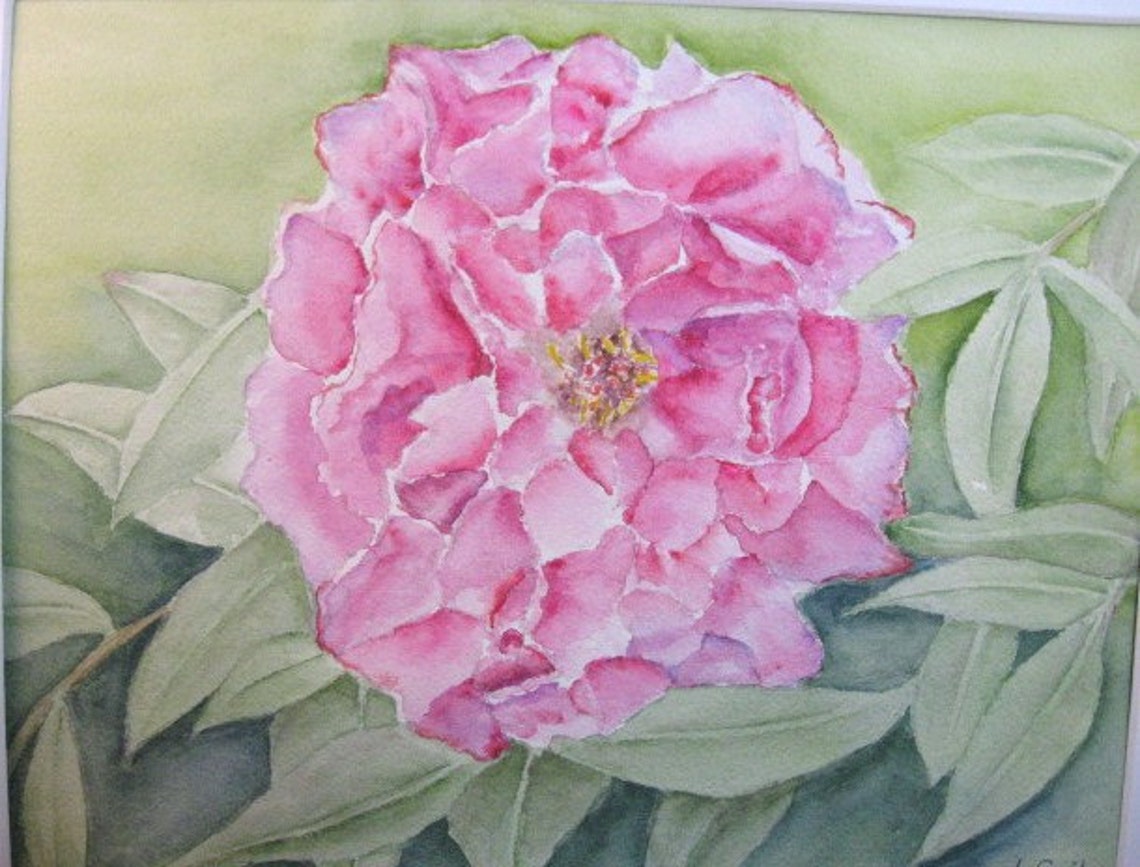 Pink Peony Flower Original Watercolor Painting Matted Signed - Etsy