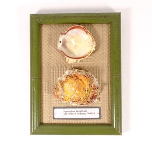 Handmade Framed Seashell Specimen Framed Shell Spondylus ictericus Scientific Beach Decor Real Shell Beach House