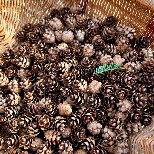Eastern Hemlock Cones - Qty 100 - North Georgia, Adelgid-Free