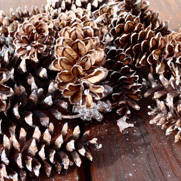 White Pine Cone Etsy