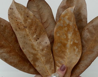 Lot of 12 Natural Dried Magnolia Leaves, Rustic Wedding Decor