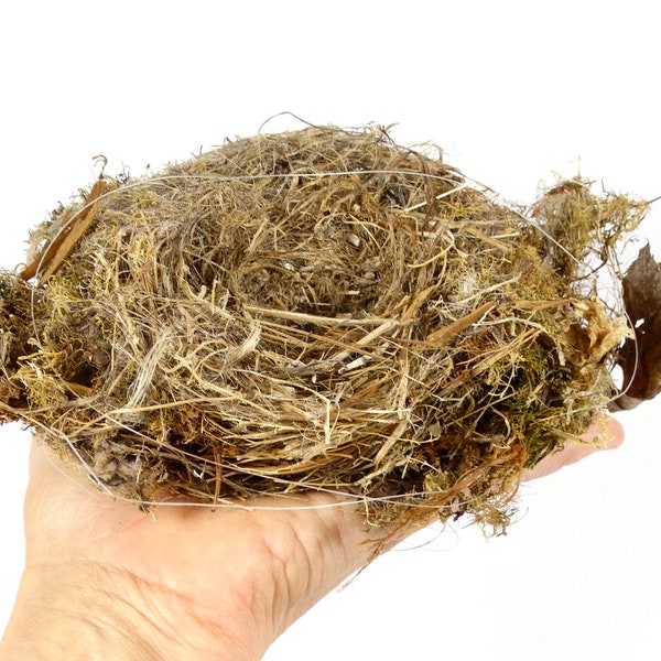 Real Bird Nest, Natural Supply Moss and Grass Birds Nest, Actual Nest Real Nest Birds Nest Terrarium Naturalist Oddity Nest B