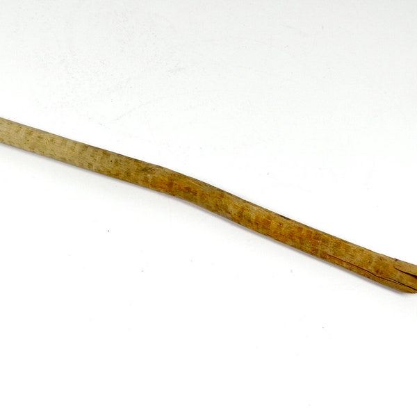 Beaver Chew Stick - Gnawed Stick Beaver Gnawed Twig Oddity Nature Oddity