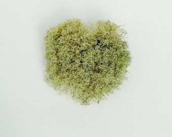 Heart-Shaped Lichen, Craft Supplies, Rustic Decor, Green Lichen